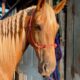 Safe trail horse, gentle for any rider on trails! Super smooth gaited and Very Flashy Golden Palomino