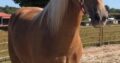 Safe trail horse, gentle for any rider on trails! Super smooth gaited and Very Flashy Golden Palomino