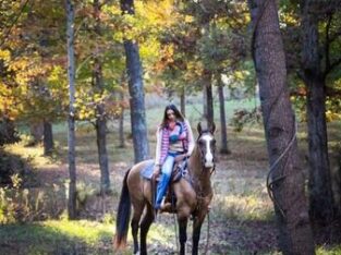 Safe trail horse, gentle for any rider on trails! Jumps, does Tricks… DreamHorse