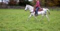 Broke/Safe trail horse, gentle for any rider on trails! Perfect for beginners, experienced Jumper!!!