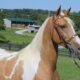 Safe trail horse, gentle for any rider on trails