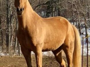 Safe trail horse, gentle for any rider on trails! Super smooth gaited and Very Flashy Golden Palomino!!!