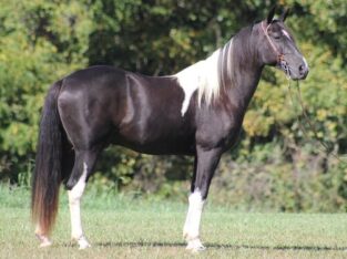 Safe trail horse, gentle for any rider on trails! Super smooth gaited and Very Flashy!!!