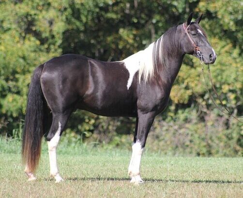 Safe trail horse, gentle for any rider on trails! Super smooth gaited and Very Flashy!!!