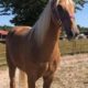Safe trail horse, gentle for any rider on trails! Super smooth gaited and Very Flashy Golden Palomino!!