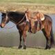 Safe trail horse, gentle for any rider on trails! Super smooth gaited and very stout built