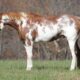 Big stout gelding with lots of color and lots of ride! Sidepasses, does flying lead changes… Ready to hit the trails or head out on the ranch! Shown