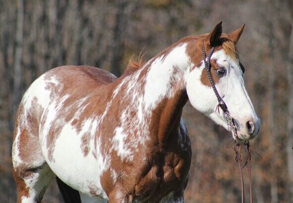 Big stout gelding with lots of color and lots of ride! Sidepasses, does flying lead changes… Ready to hit the trails or head out on the ranch! Shown