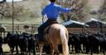 on trails or around the ranch! Penning, Sorting, Ropes Head/Heels/Breakaway!