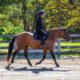 Broke/Safe trail horse, gentle for any rider on trails! Jumps, does Tricks… DreamHorse!