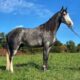 Safe trail horse, gentle for any rider on trails! Super smooth gaited and Very Flashy!
