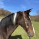 Safe trail horse, gentle for any rider on trails! Super smooth gaited and Very Flashy! !