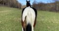 Safe trail horse, gentle for any rider on trails! Super smooth gaited and Very Flashy! !