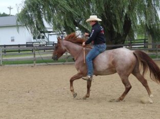 trail horse, gentle for any rider on trails or around the ranch! Lots of handle, rides/slides, Gentle and Safe