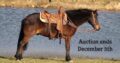 Safe trail horse, gentle for any rider on trails! Super smooth gaited and very stout built