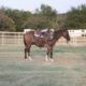 Safe, Ranch/Trail Ready, Penning, Sorting… Loud Colored Grulla Mule!!!