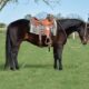 Big stout gelding with lots of ride! Ready to hit the trails or head out on the ranch