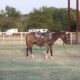 Safe, Ranch/Trail Ready, Penning, Sorting… Loud Colored Grulla Mule!!!