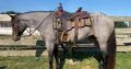 Safe trail horse, gentle for any rider on trails! Been used around the Ranch and Rodeo! Fancy Roan Mare!