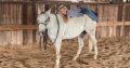 PlatinumEquineAuction.com Trail Safe, Ranch Ready, Penning, Sorting… Family Safe!!!