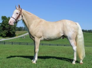 Super smooth gaited and Very Flashy, Unique Color