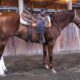 PlatinumEquineAuction.com Ready to go win the team roping! Trails, Ranch work, Penning, Sorting, Cowhorse… Top Pedigree Finished Head Hors