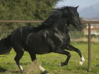 What does gaited horse mean? Gaited Horse Breeds