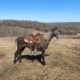 Online Auction- Beautiful Grey Reg Tennessee Walker Trail Riding Gelding for sale in Missouri