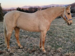 Tennessee Walking Gelding horse Sweet, Gorgeous and beautiful horse this horse ride very easy.