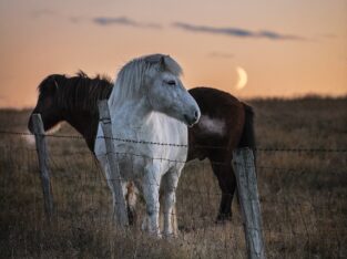 Beautiful Kentucky mountain Horse Classifieds
