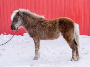 Icelandic horse sale