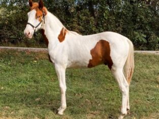 Spotted Saddle Horse Classifieds