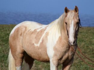 Palomino Spotted Saddle Horse Gelding