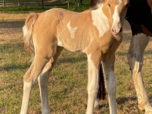 Dun Spotted Saddle Horse Filly