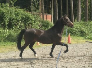 Morgan gelding horse – available marketplace!!!