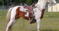 Tennessee Walking Horse Gelding Free Classifieds