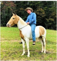 Best Spotted Saddle Horse Gelding