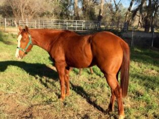 Beautiful and Shine Pampa Horse classifieds sale in marketplace