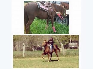 Best Racking Mare for Sale in Marketplace _buy this horse and enjoy this ride!!!