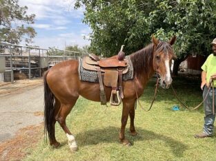 Kentucky Mountain Mare for Sale in Marketplace