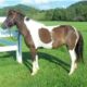 Pinto Icelandic Mare horse sale