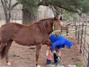 Beautiful Morgan Horse sale – Buy this Horse IN Gaited Horse