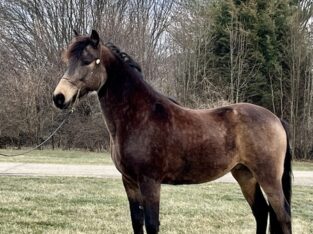 Gorgeous Kentucky Mountain Horse Classifieds
