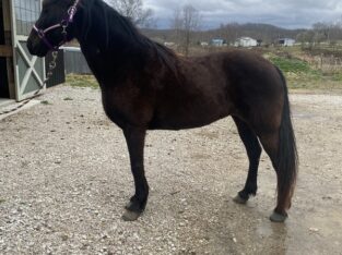 Gorgeous Solid Black Trail Kentucky Mountain Horse