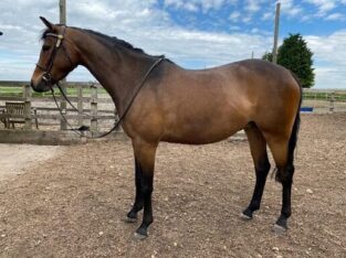Gaited Horse Classifieds – Sale