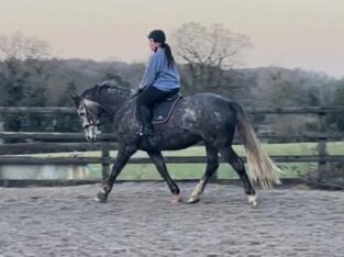 Lovely Sports Horse for Sale