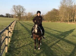British Riding Horse For Sale