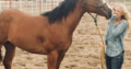All Gaited horse Free Classifieds