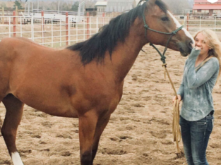 All Gaited horse Free Classifieds