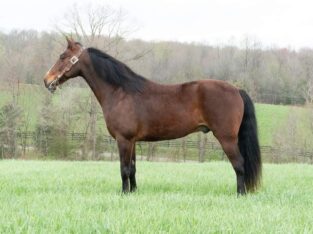 Beautiful Kentucky Mountain Horse Sale